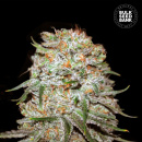 Bulk Seed Bank - Auto East Ryder Hanfsamen -...