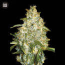 Bulk Seed Bank - Auto Good Wild Shark Hanfsamen -...