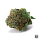 Bulk Seed Bank - Auto Good Wild Shark Hanfsamen -...