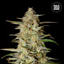 Bulk Seed Bank - Auto Hindu Kush Hanfsamen - 5 Stk...