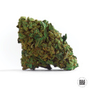 Bulk Seed Bank - Auto Hindu Kush Hanfsamen - 5 Stk...