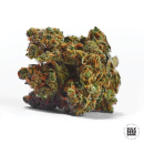 Bulk Seed Bank - Auto Jack Hair Hanfsamen - auto-feminisiert