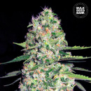 Bulk Seed Bank - Auto Jack Hair Hanfsamen - 5 Stk...
