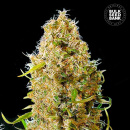 Bulk Seed Bank - Auto Kalis Mistery Hanfsamen -...