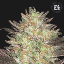 Bulk Seed Bank - Auto Lavender Best Hanfsamen -...