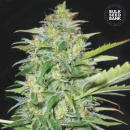 Bulk Seed Bank - Auto Lime Skunk Hanfsamen -...