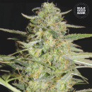Bulk Seed Bank - Auto Loveryder Hanfsamen - auto-feminisiert