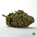 Bulk Seed Bank - Auto Loveryder Hanfsamen - auto-feminisiert