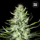 Bulk Seed Bank - Auto Mazar Extra Hanfsamen -...