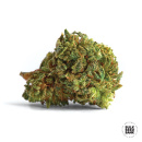 Bulk Seed Bank - Auto Mazar Extra Hanfsamen -...