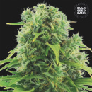 Bulk Seed Bank - Auto Northern Light Hanfsamen - 10 Stk...
