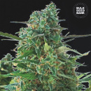Bulk Seed Bank - Auto NBA Diesel Hanfsamen -...