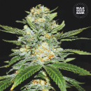 Bulk Seed Bank - Auto Perfect Power Plant Hanfsamen -...