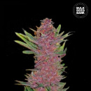 Bulk Seed Bank - Auto Purple Glam Kush Hanfsamen -...