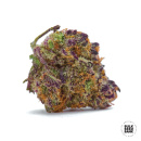 Bulk Seed Bank - Auto Purple Glam Kush Hanfsamen -...
