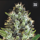Bulk Seed Bank - Auto Sunmango Hanfsamen - auto-feminisiert