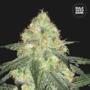 Bulk Seed Bank - Auto Sour Diesel Hanfsamen -...