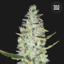 Bulk Seed Bank - Auto Special Skunk Hanfsamen -...