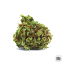 Bulk Seed Bank - Auto Special Skunk Hanfsamen -...