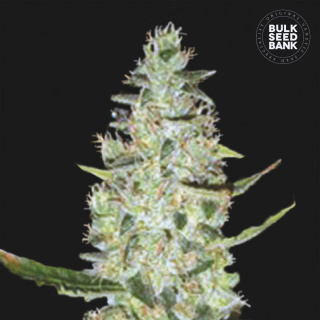 Bulk Seed Bank - Auto Special Skunk 5er Packung auto-feminisiert