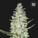 Bulk Seed Bank - Auto Special Skunk 5er Packung...