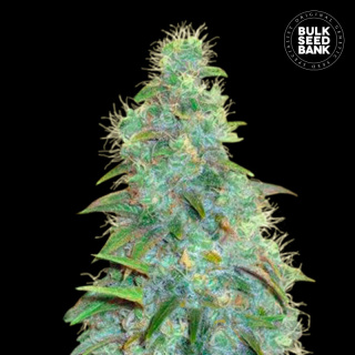 Bulk Seed Bank - Auto Sweet Tooth 5er Packung auto-feminisiert