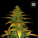 Bulk Seed Bank - Auto Wild Dwarf Hanfsamen -...