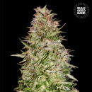 Bulk Seed Bank - Auto White Prussian Hanfsamen -...