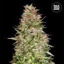 Bulk Seed Bank - Auto White Prussian 10er Packung...