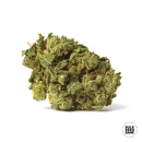 Bulk Seed Bank - Auto White Prussian Hanfsamen - 10 Stk...