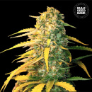 Bulk Seed Bank - Auto White Widow 5er Packung...