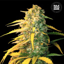 Bulk Seed Bank - Auto White Widow Hanfsamen - 5 Stk...