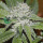 WOS Amnesia AUTO Seeds Autoflowering Collection Seeds