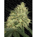 Paradise Seeds - Atomical Haze Hanfsamen - feminisiert