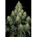 Paradise Seeds - Atomical Haze Hanfsamen - feminisiert
