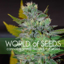 WOS Space Legend Collection Seeds 12er