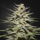 Green House Seeds - Super Lemon Haze CBD Hanfsamen -...