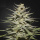 Green House Seeds - Super Lemon Haze CBD Hanfsamen - auto-feminisiert