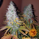 Barneys Farm - Cookies Kush Hanfsamen - feminisiert