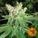 Barneys Farm - Cookies Kush Hanfsamen - feminisiert