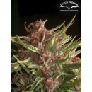 Dutch Passion - Frisian Duck Hanfsamen - feminisiert