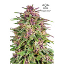 Dutch Passion - Frisian Duck Hanfsamen - feminisiert