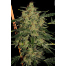 Paradise Seeds - Nebula II CBD Hanfsamen - feminisiert