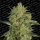 Paradise Seeds Nebula II CBD