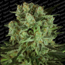 Paradise Seeds - Durga Mata II CBD Hanfsamen - feminisiert