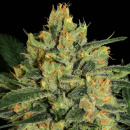 Paradise Seeds - Durga Mata II CBD Hanfsamen - feminisiert