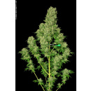Serious Seeds White Russian Seeds 6er