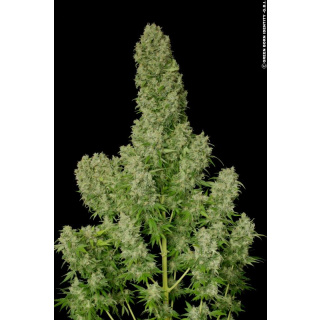 Serious Seeds White Russian Seeds 11er