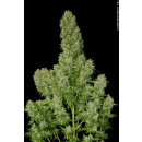 Serious Seeds White Russian Seeds 11er
