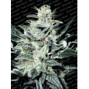 Paradise Seeds - Ice Cream Hanfsamen - feminisiert